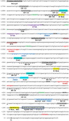 Involvement of Cis-Acting Elements in Molecular Regulation of JH-Mediated Vitellogenin Gene 2 of Female Periplaneta americana